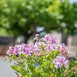 Ses Oliveres Pollenca
