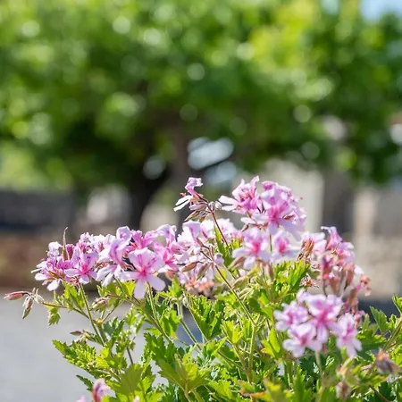 Ses Oliveres Holiday home