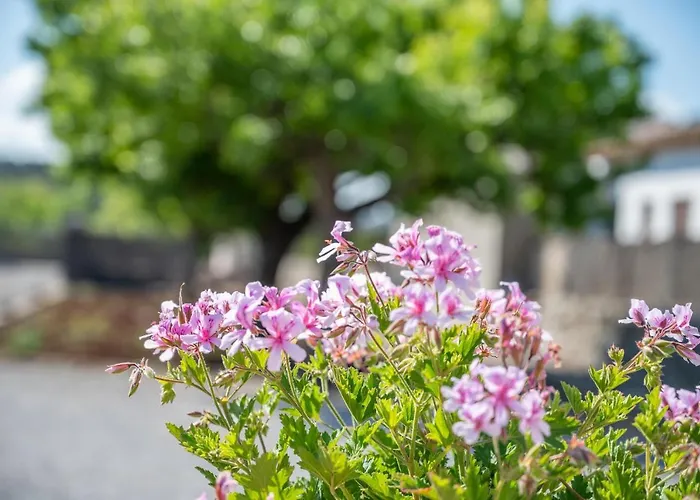 Ses Oliveres Holiday home