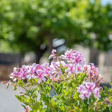 Ses Oliveres Pollenca
